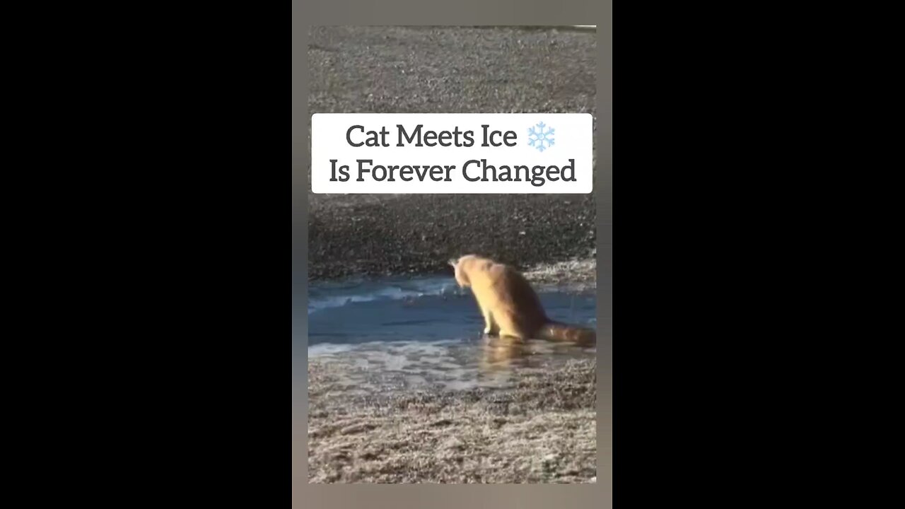 Adorable Cat Has Hilarious Encounter With Ice 😂