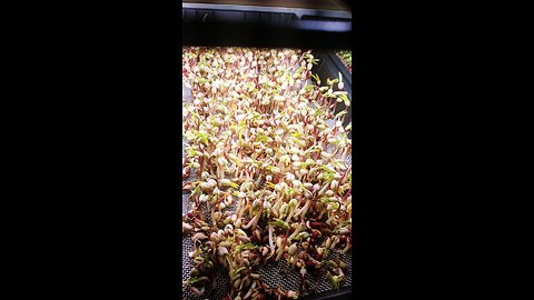 Microgreens trials