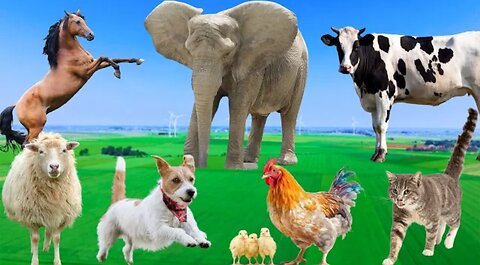 Beautiful Animal Moments - Dog, Cat, Chicken, Elephant, Cow, Sheep - Animal Sounds