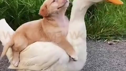 Duck & Pup: The Ultimate BFFs You Didn’t Know You Needed!"