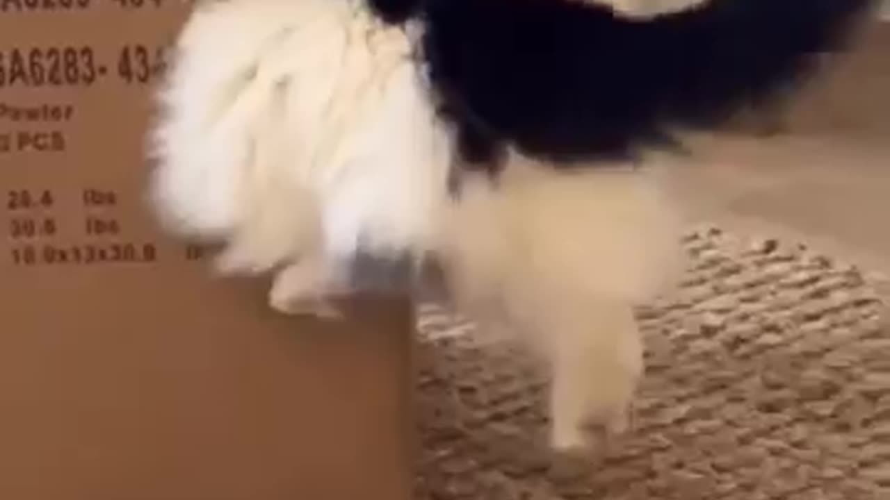 Funniest Cats 🤣 _shorts