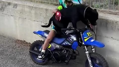 You could take your dog on a walk, or...😅🏍️ #dogs #motorbike #cute