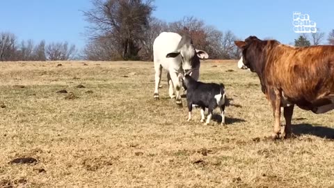 Funniest Farm Animals
