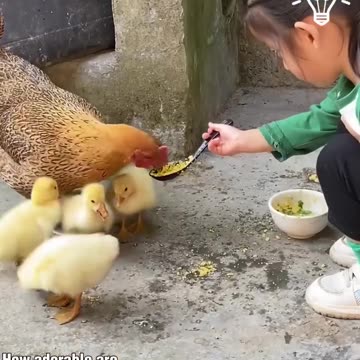 Animal lunch time feast! ️.hd