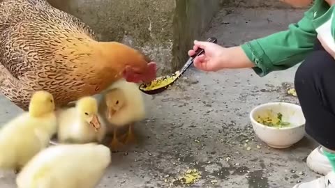 Animal lunch time feast! ️.hd