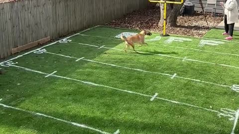 Backyard Puppy Bowl