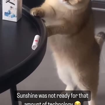 Funny Cute Cats 🤣🤣🤣