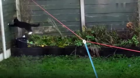 "Hilarious Cats Caught on Camera – You’ll Be Laughing Nonstop!" Part:6