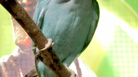Blue parrot 🐦