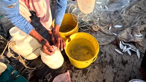 Mangrove fish Ibharim hayderi to pityani - part 1 -
