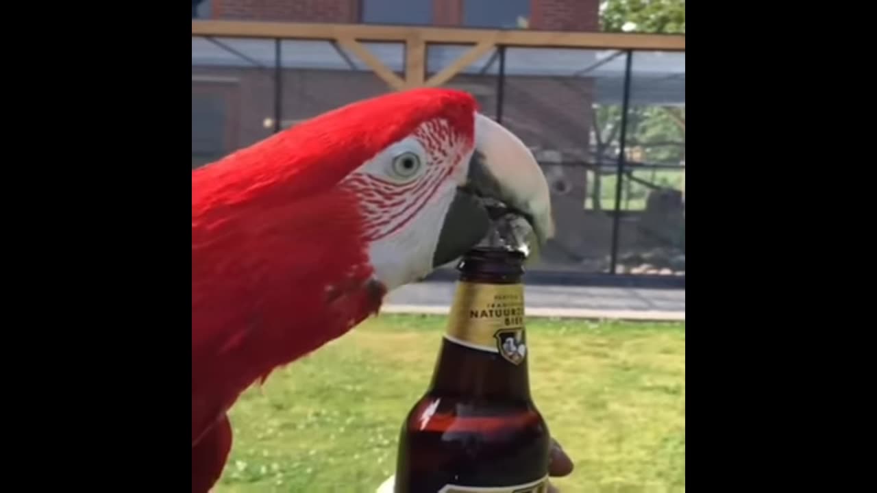 Parrot open the beer cap fanny moments video