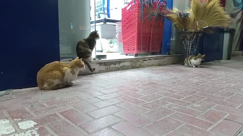 Homeless cats in UAE, Ras Al Khaimah #cat #cats #RasAlKhaimah #straycat #straycats #pet #pets #food