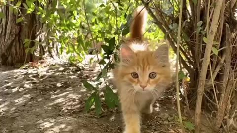 Many cats get the zoomies after using the litter box