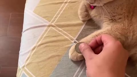 Amazing Cat Performs Magic Trick!