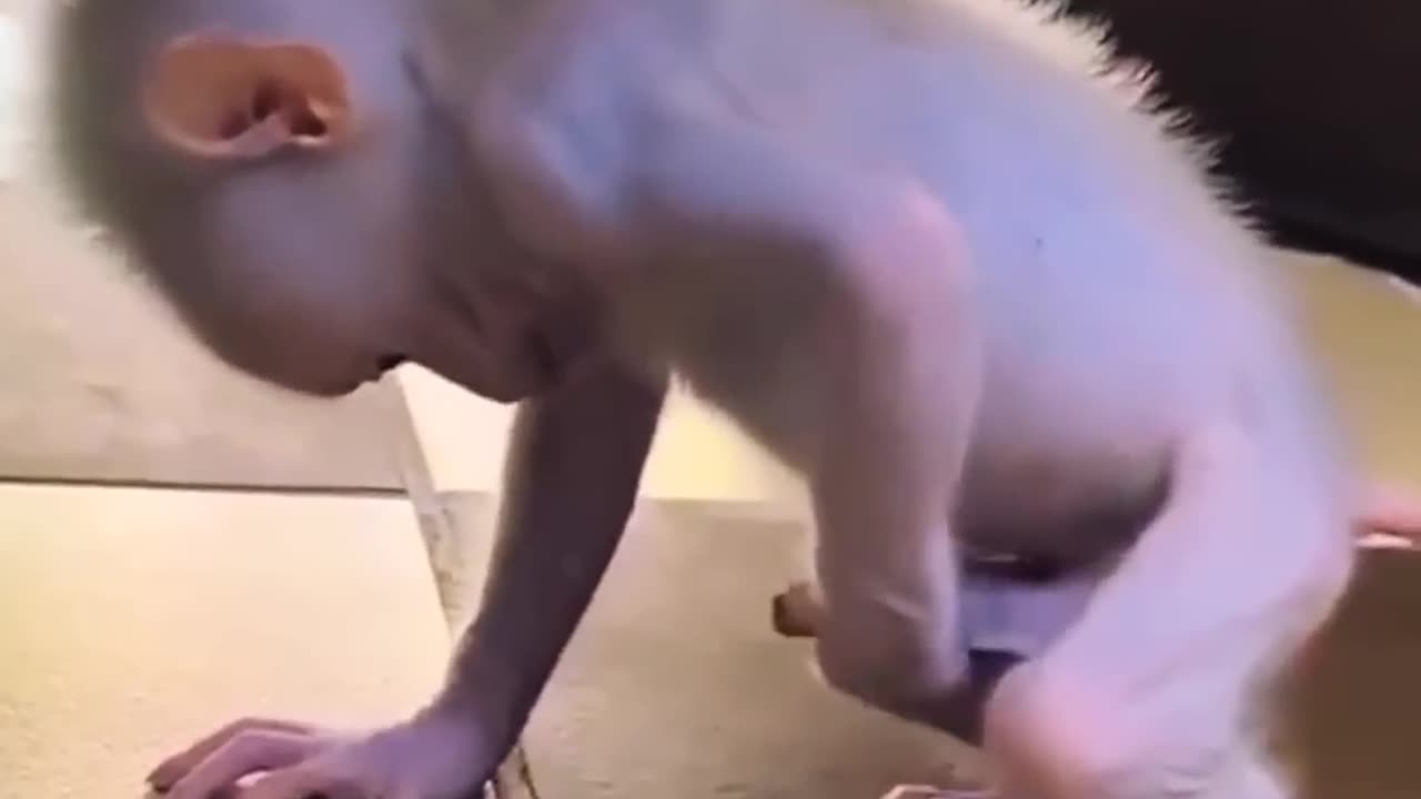 funny animal videos