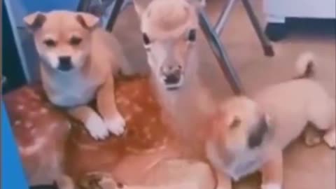 “Can we keep him?” 😂