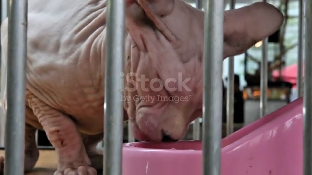 Sphynx cat drinking water using its tongue