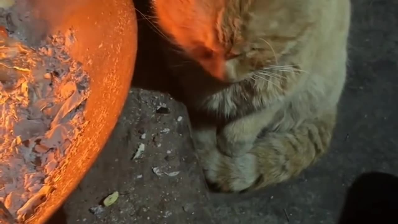 Kitty🐱🐱🥹🥹