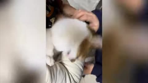 Cat fanny moments video