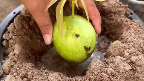 New planting skill to harvest more mangoes 🥭🥭