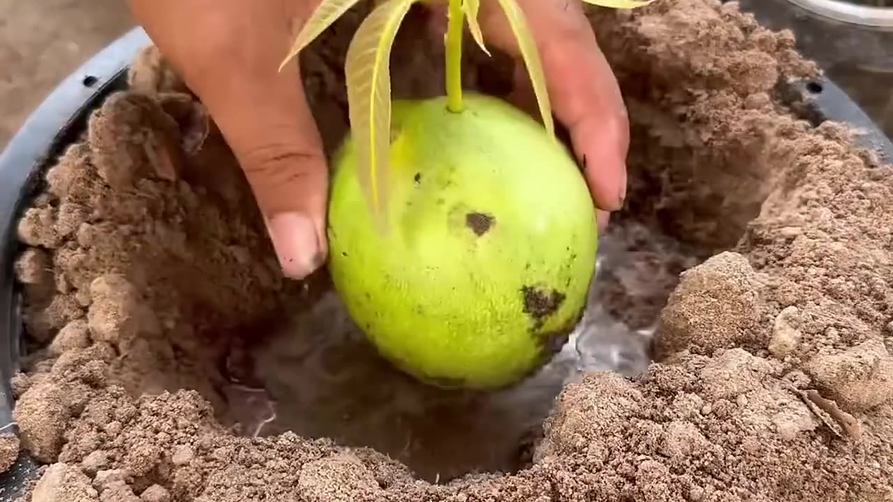 New planting skill to harvest more mangoes 🥭🥭