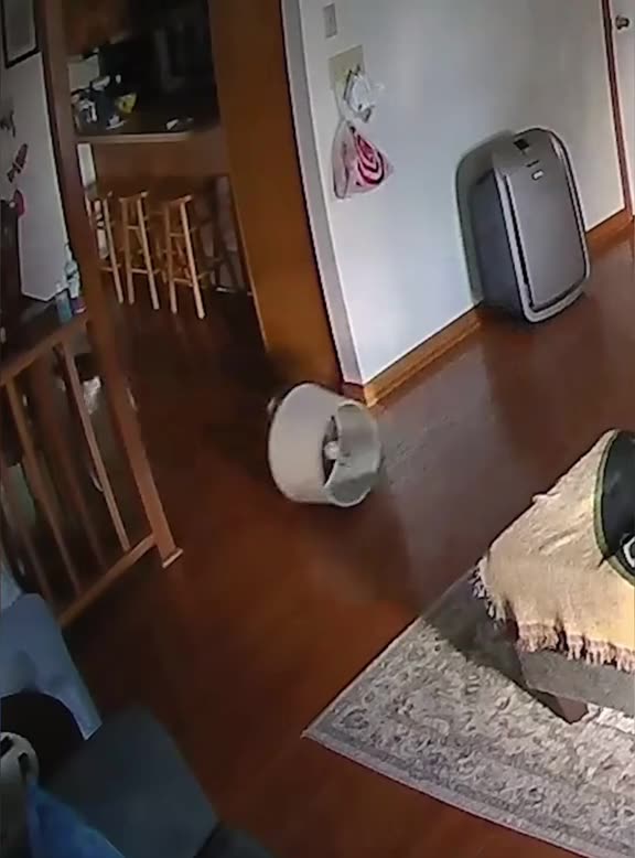 Cat attack compilation