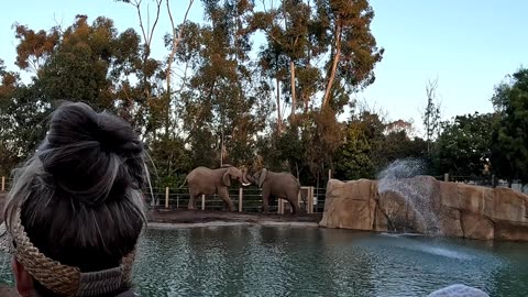 Elephants Playing at the San Diego Zoo