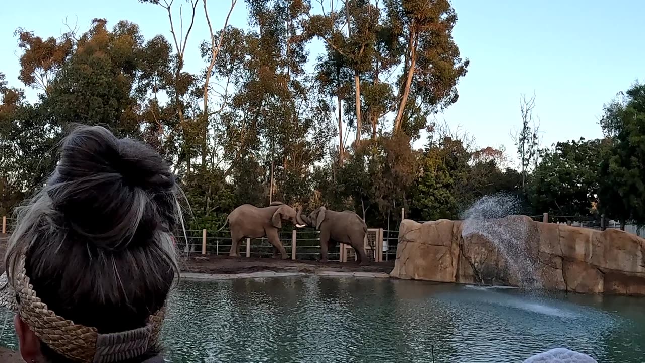 Elephants Playing at the San Diego Zoo