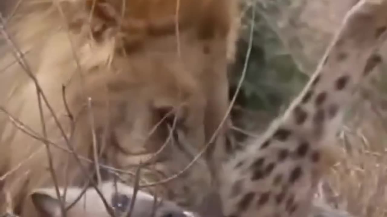 A lion breaking a hyena's neck