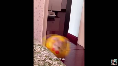 #Funny Animals videos 🐶🐎🐎🐎🐎