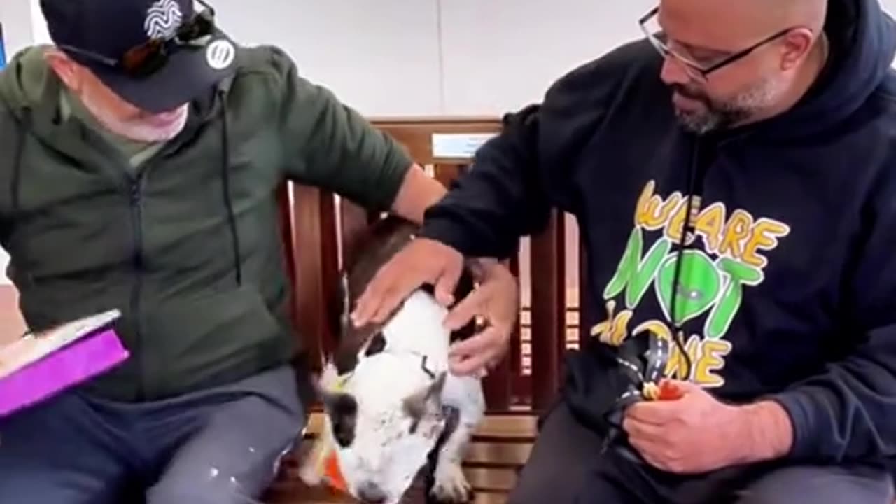 Remarkable moment for this dog's life