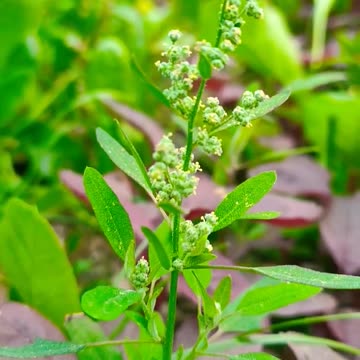 Daffodils ❤️❤️