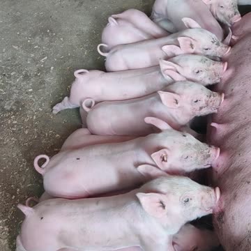 🐷 A beautiful scene of country life! 🐽💕