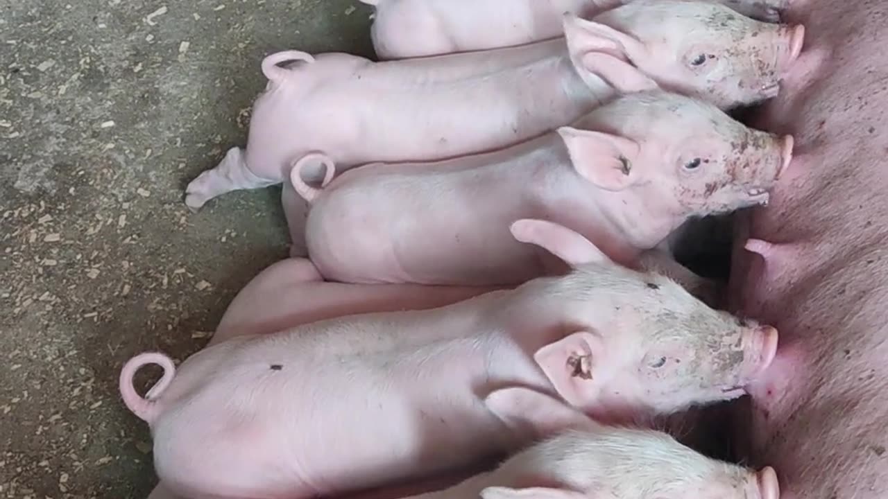 🐷 A beautiful scene of country life! 🐽💕