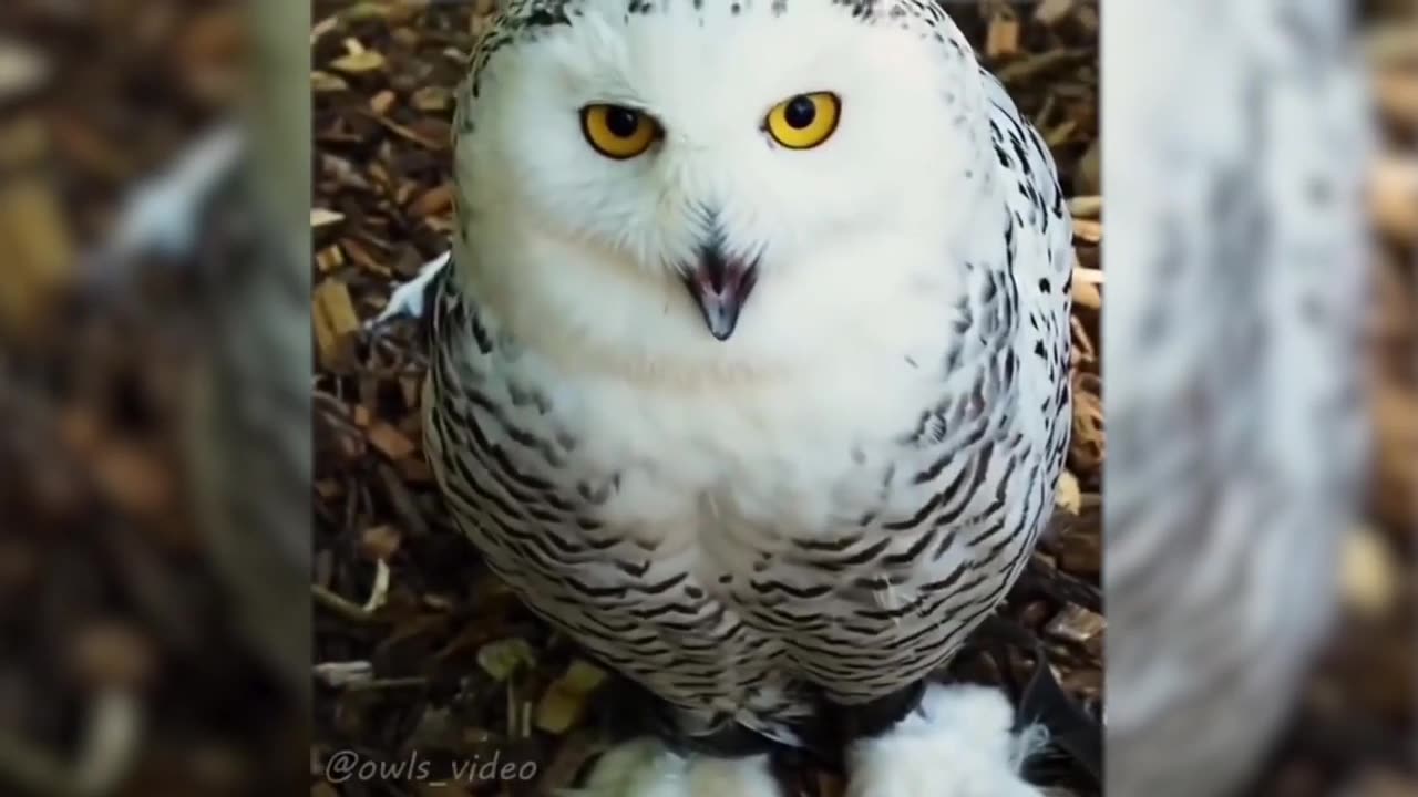 Funny animal video