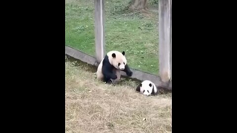 Mother panda playing with her son