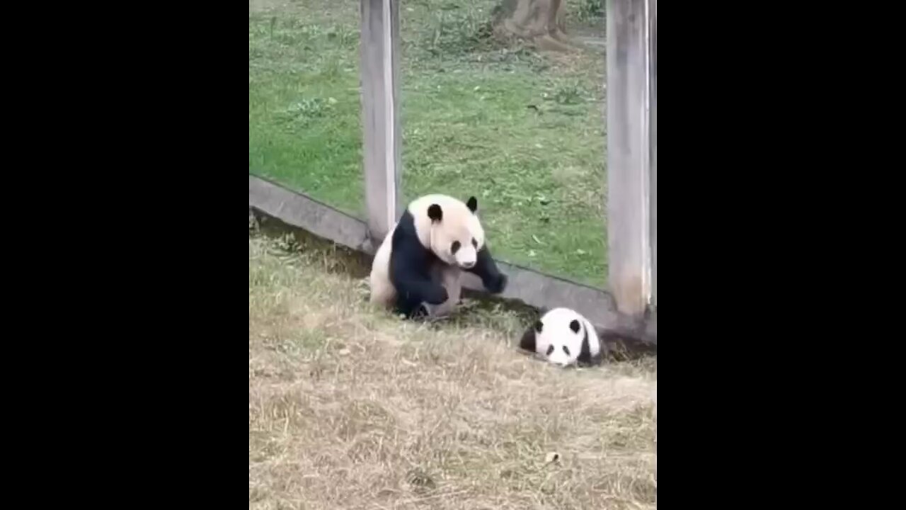 Mother panda playing with her son