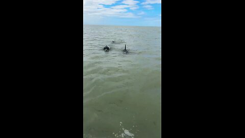 Livestream Replay | Flip & His Dolphin Family Return!