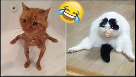 Pet funny moments 😂