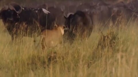 10 wild animals that saved human life