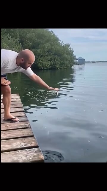 Man Feeding Fish for Successful Fishing