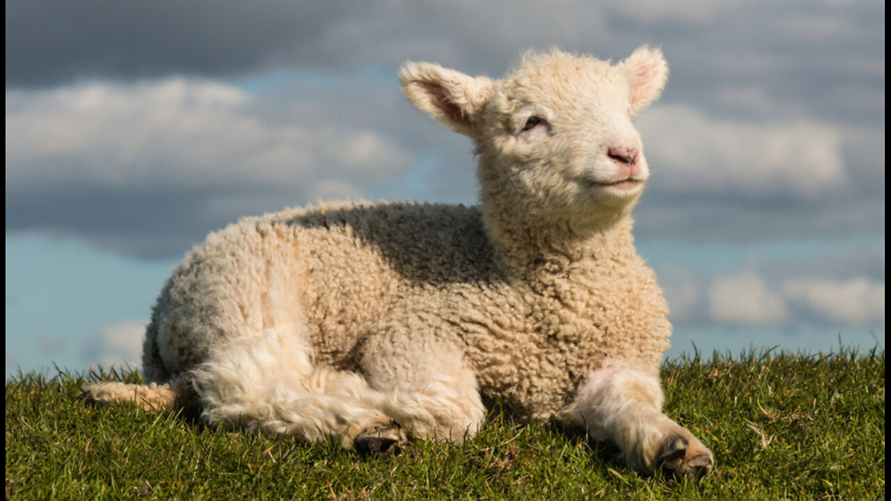 Passages You May Not Have Seen About the Passover Lamb