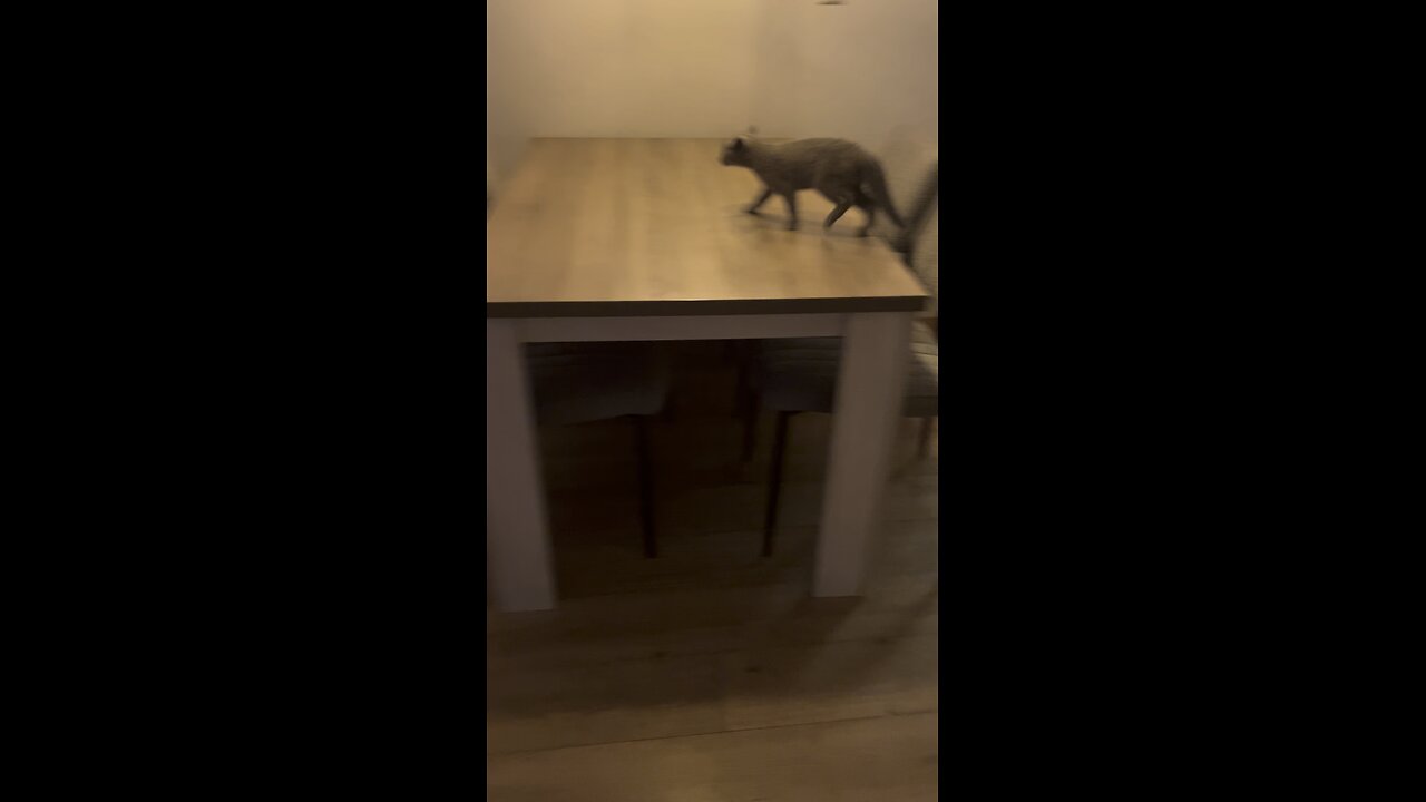 gizmo cat runs over the table