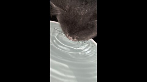 Cat drinking water