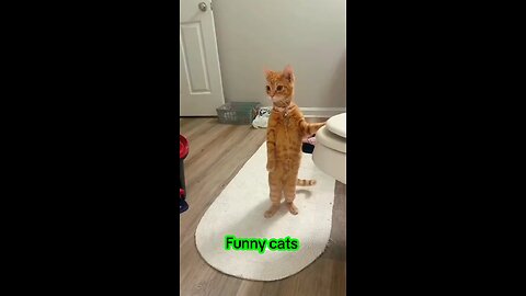 funny cat