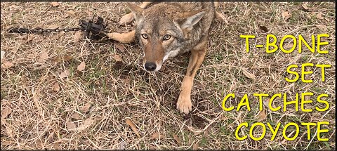 T-Bone Set Catches Coyote