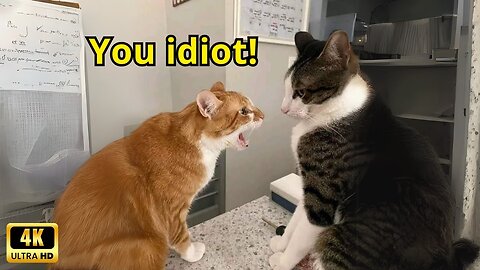 These Cats Speak English Better Than Hooman