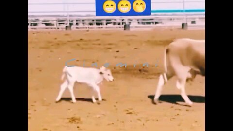 Calf Playtime Will Melt Your Heart Hey one in a Million love