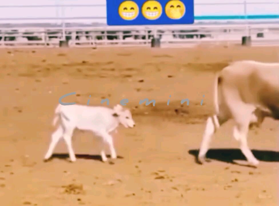 Calf Playtime Will Melt Your Heart Hey one in a Million love