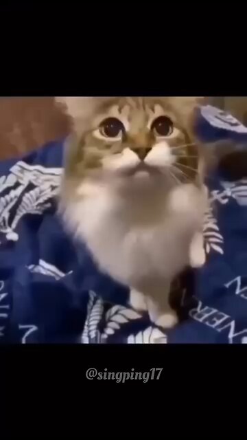cat fighting funny video